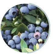 Bilberry - supports visual processing and cognitive function