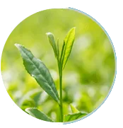 Green Tea - L-theanine for focus and calm